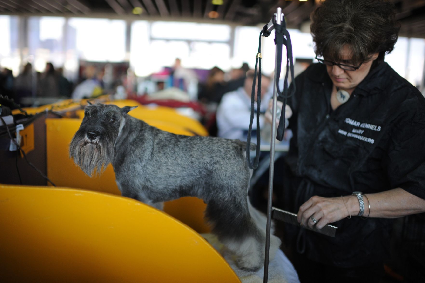 Miniature schnauzer